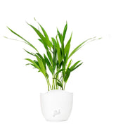 Areca Dypsis Lutescens