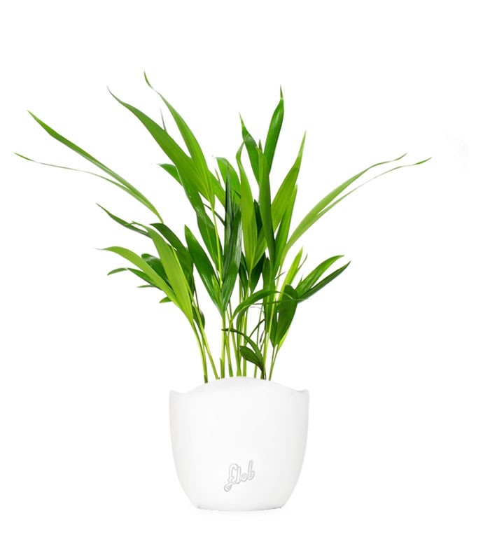 Areca Dypsis Lutescens