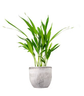 Areca Dypsis Lutescens