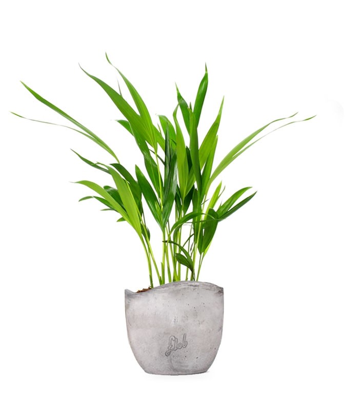 Areca Dypsis Lutescens