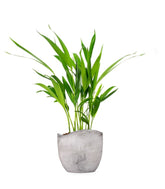 Areca Dypsis Lutescens
