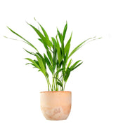 Areca Dypsis Lutescens