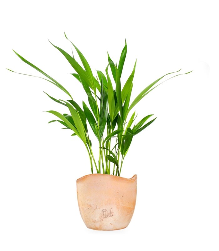 Areca Dypsis Lutescens