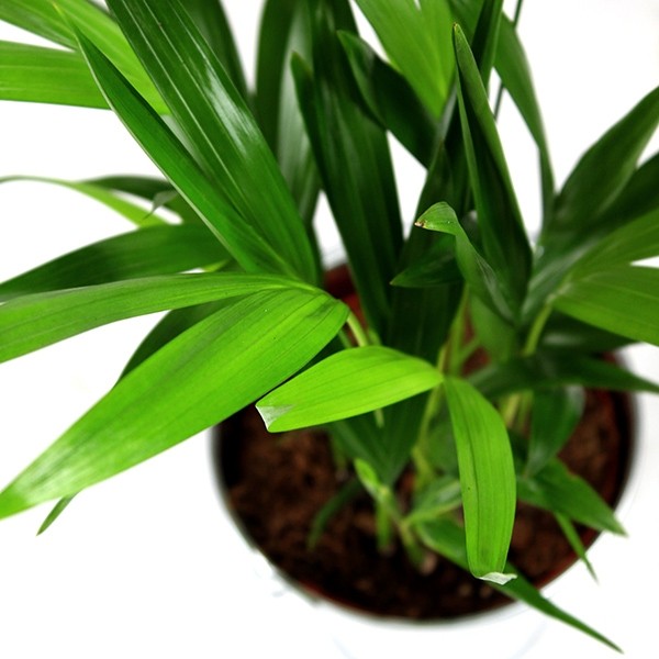 Areca Dypsis Lutescens