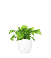 Asplenium