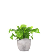 Asplenium