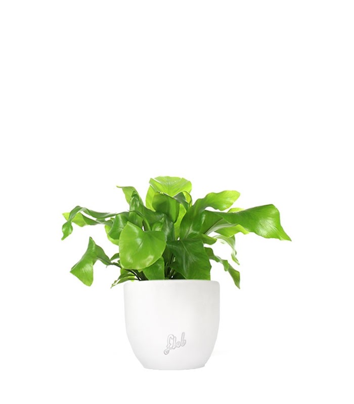 Asplenium