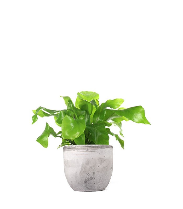 Asplenium