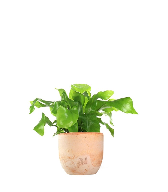 Asplenium