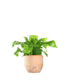 Asplenium