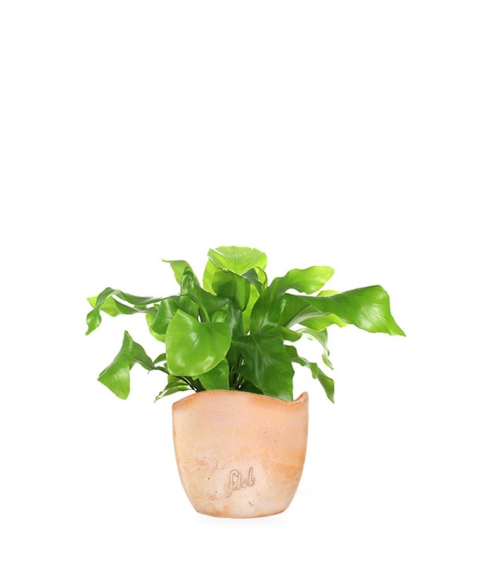 Asplenium