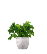Asplenium Antiquum Leslie