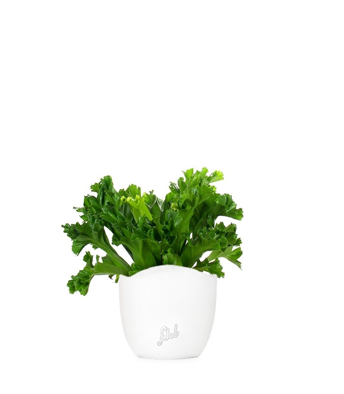 Asplenium Antiquum Leslie