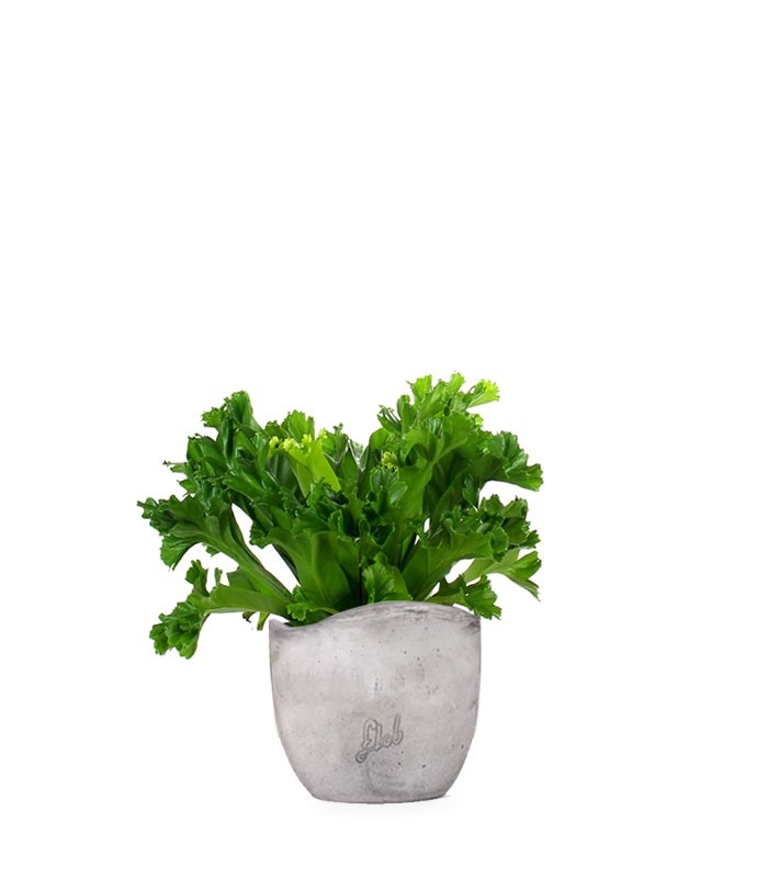 Asplenium Antiquum Leslie