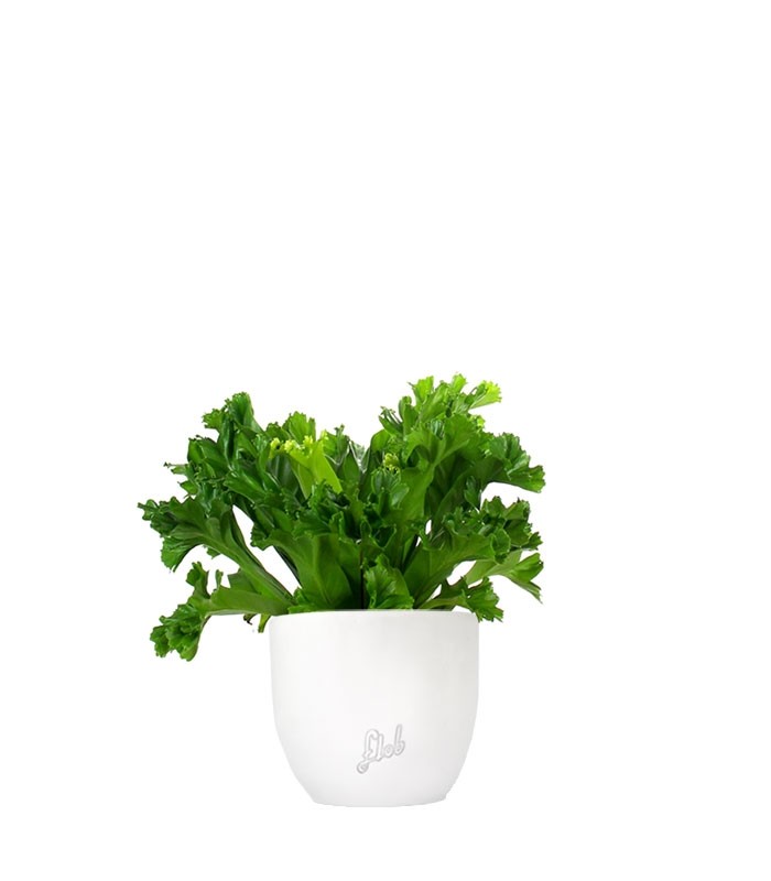 Asplenium Antiquum Leslie