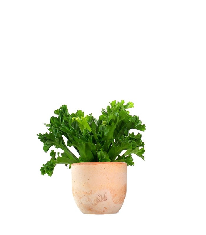 Asplenium Antiquum Leslie