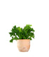 Asplenium Antiquum Leslie