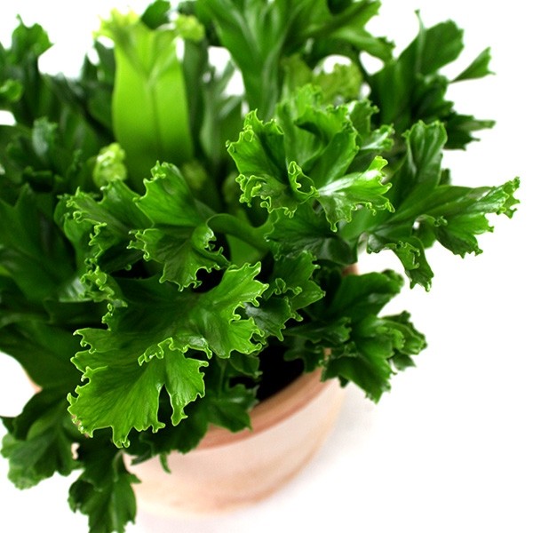 Asplenium Antiquum Leslie