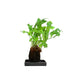 Asplenium antiquum leslie su roccia lavica