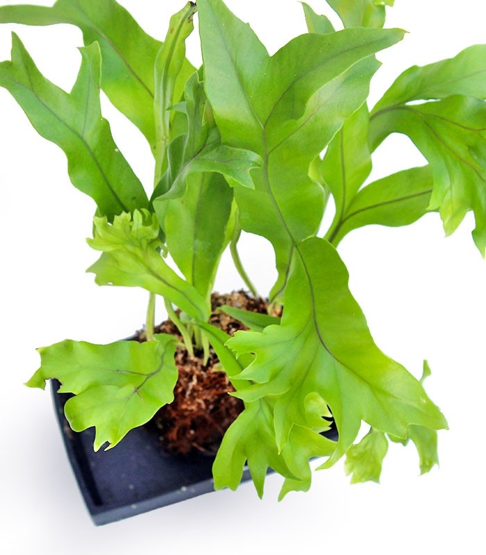 Asplenium antiquum leslie su roccia lavica
