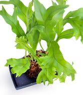 Asplenium antiquum leslie su roccia lavica