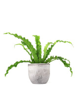 Asplenium antiquum osaka