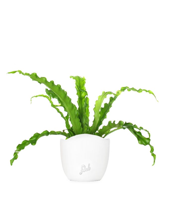 Asplenium antiquum osaka