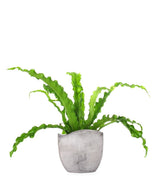 Asplenium antiquum osaka