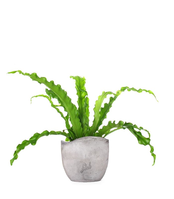 Asplenium antiquum osaka