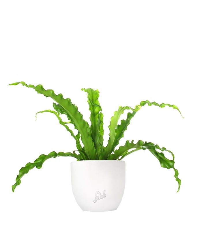 Asplenium antiquum osaka