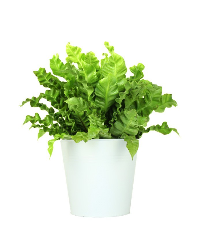 Asplenium Crispy wave vaso 17