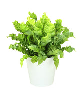 Asplenium Crispy wave vaso 17
