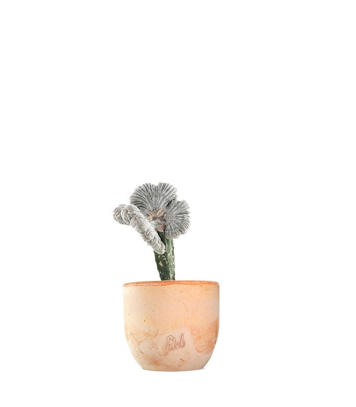Astrophytum coahuilense crestato