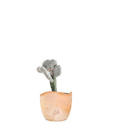 Astrophytum coahuilense crestato