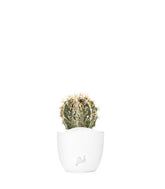 Astrophytum Fukuryu