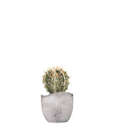 Astrophytum Fukuryu