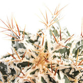 Astrophytum Fukuryu