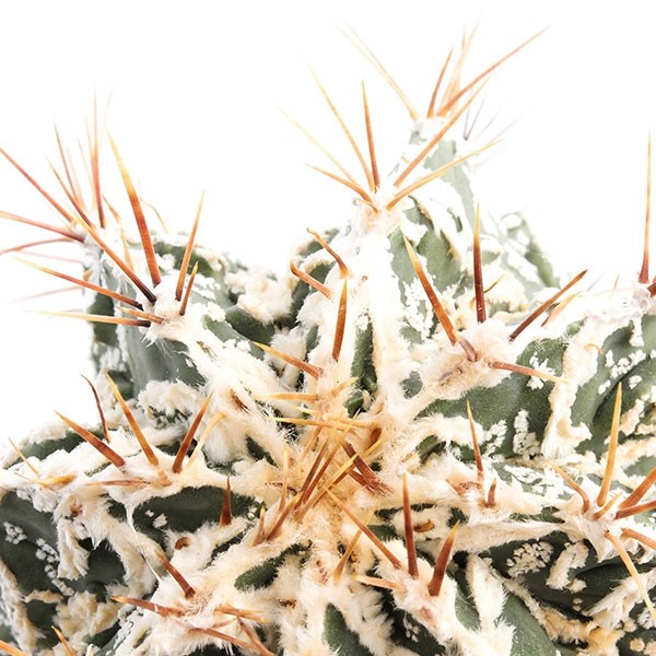 Astrophytum Fukuryu