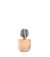 Astrophytum myrostigma cv. Hanakago