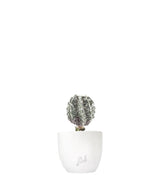 Astrophytum myrostigma cv. Hanakago