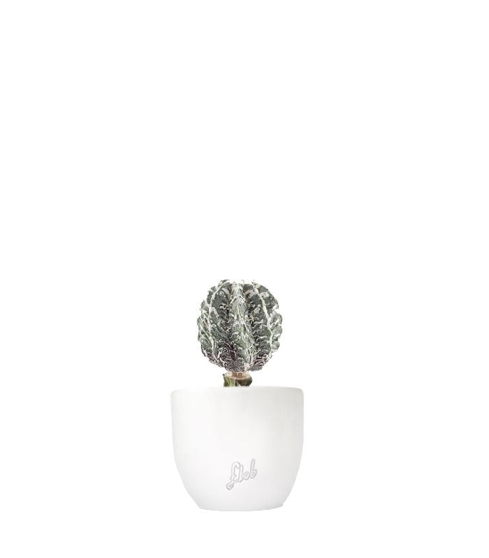 Astrophytum myrostigma cv. Hanakago