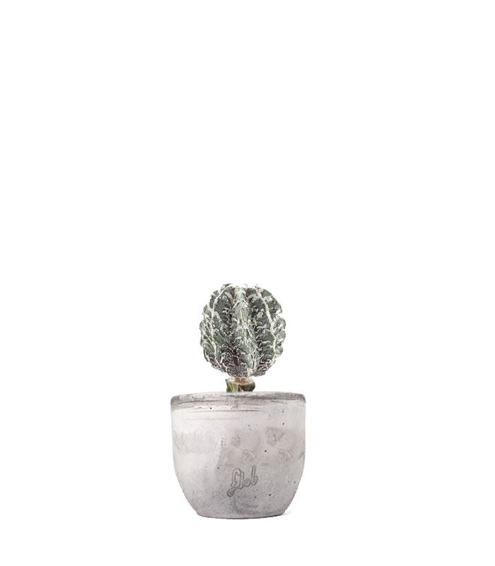 Astrophytum myrostigma cv. Hanakago