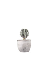 Astrophytum myrostigma cv. Hanakago