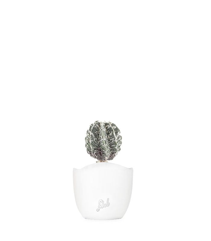 Astrophytum myrostigma cv. Hanakago