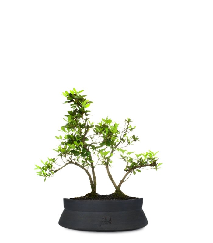 Azalea boschetto