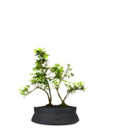Azalea boschetto