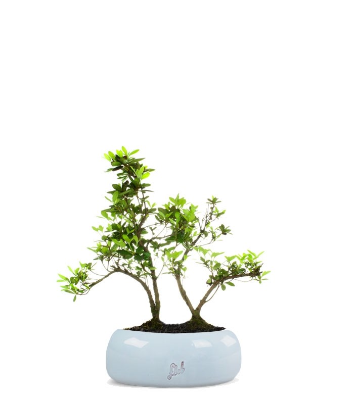 Azalea boschetto