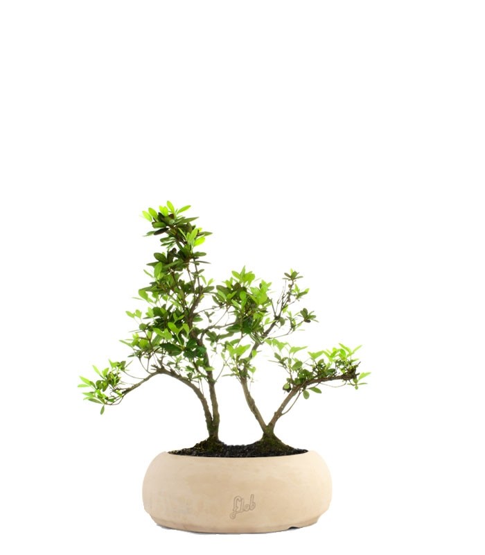 Azalea boschetto