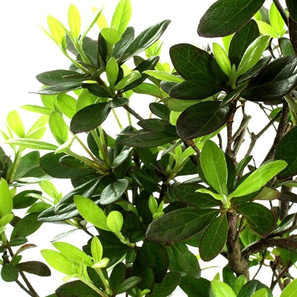Azalea boschetto