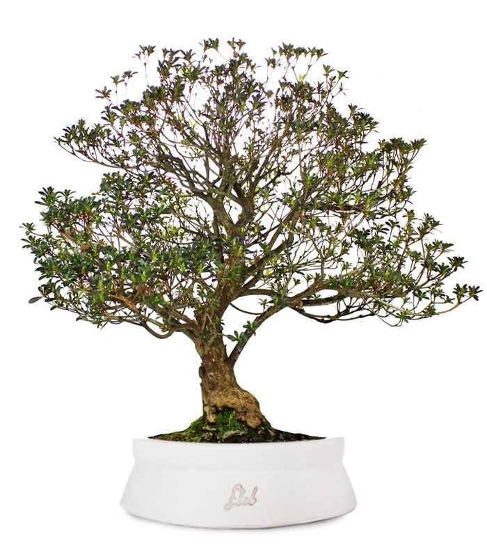 Azalea Giapponese XL